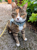 Liberty Lasenby Cotton - Craft Garden - Tapestry Trail 01667457C